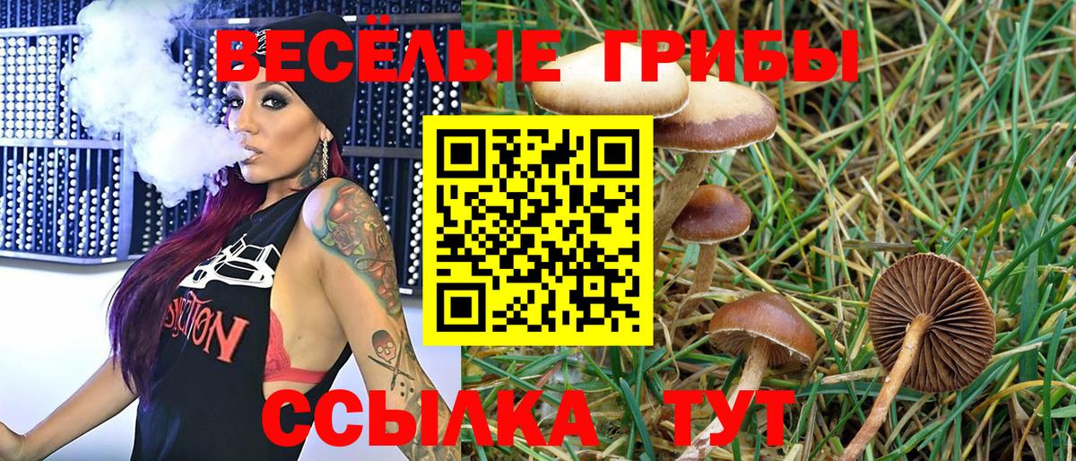 Псилоцибиновые грибы Psilocybe Кольчугино
